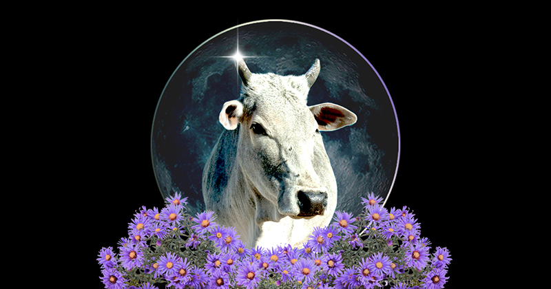 A Taurus New Moon of Reclamation & Radical Acceptance